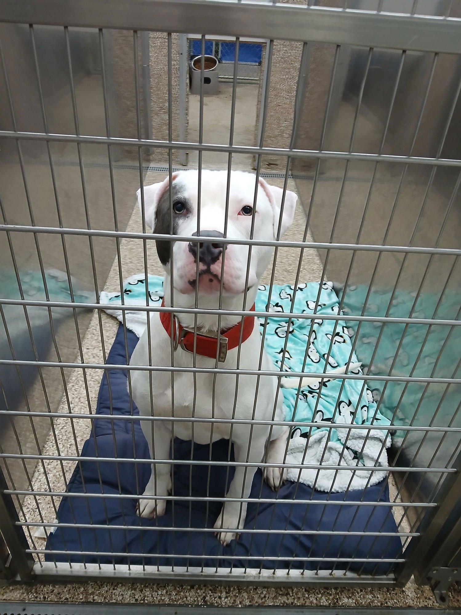 ATLAS - Pit Bull Terrier available for adoption