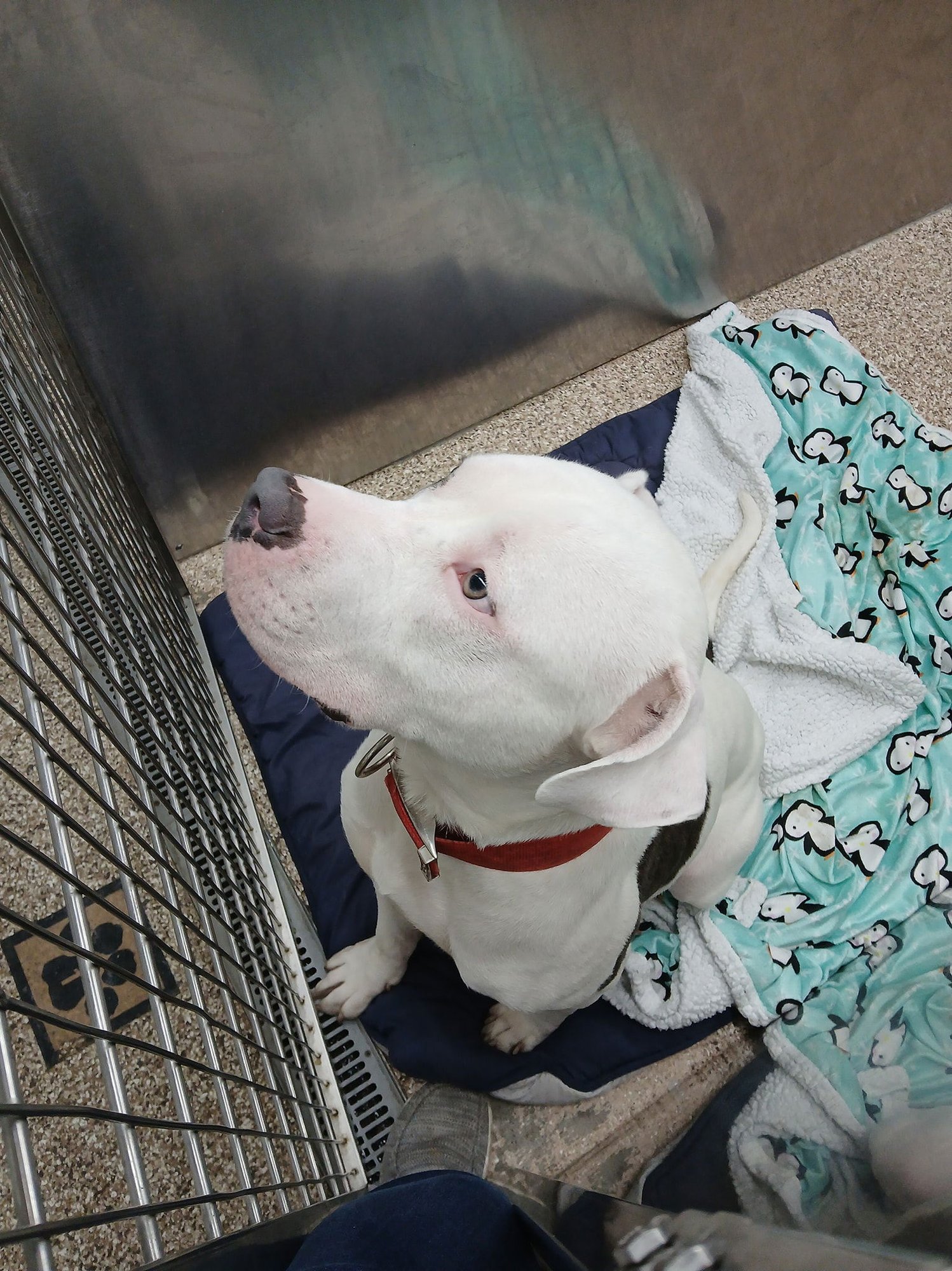 ATLAS - Pit Bull Terrier available for adoption