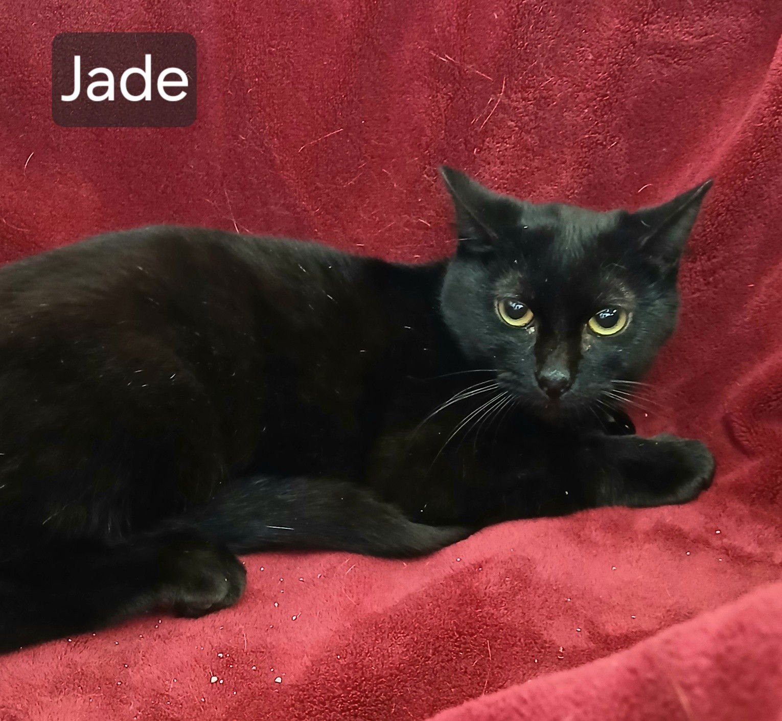 JADE - Domestic Short Hair available for adoption