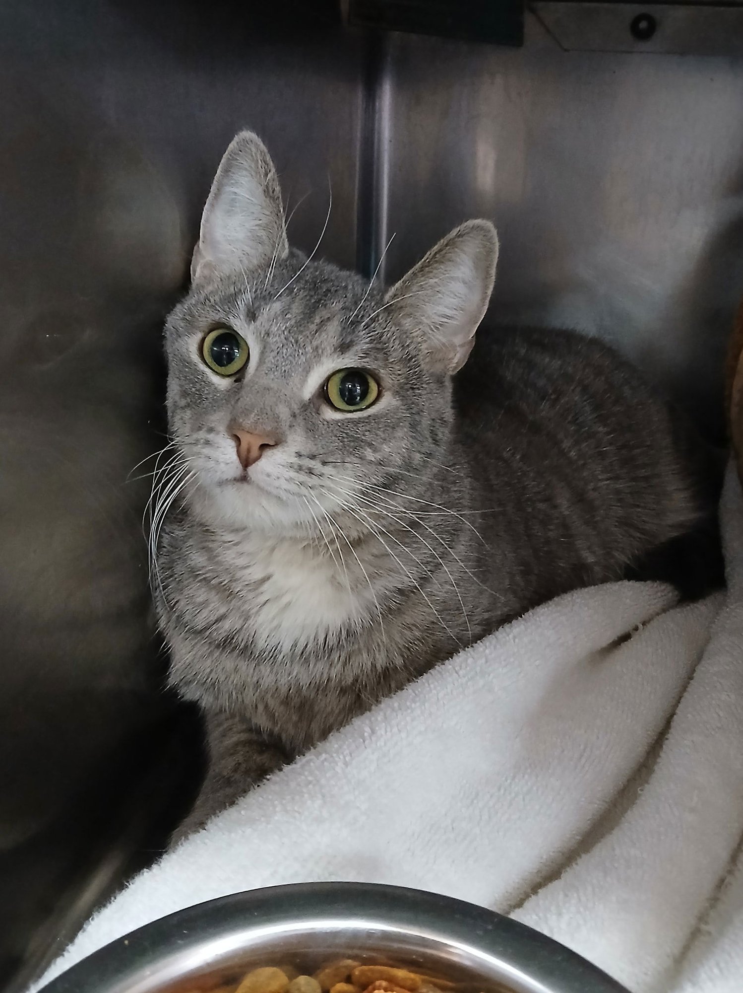 BISCUIT - Tabby available for adoption