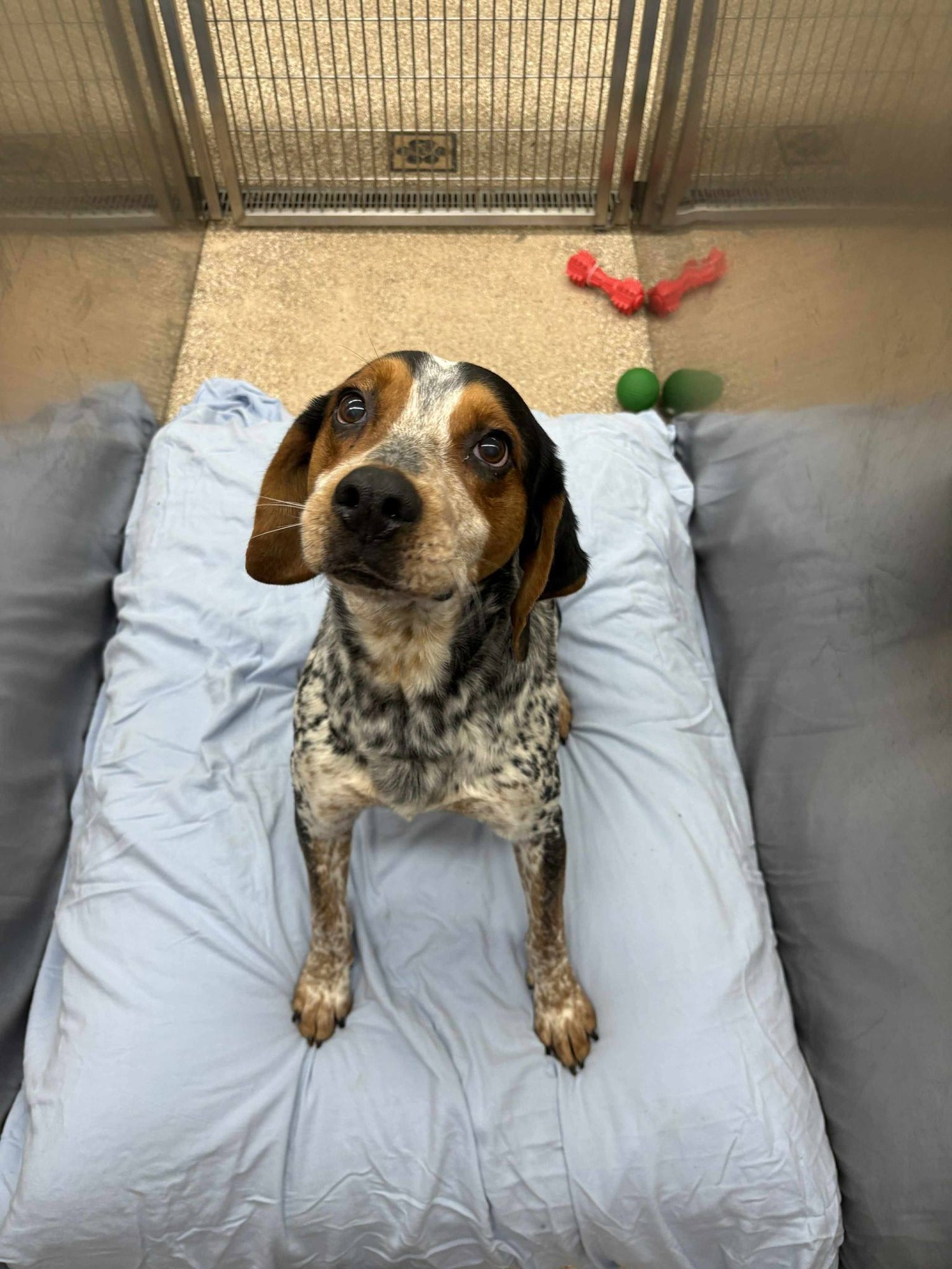 JACKSON - Hound available for adoption