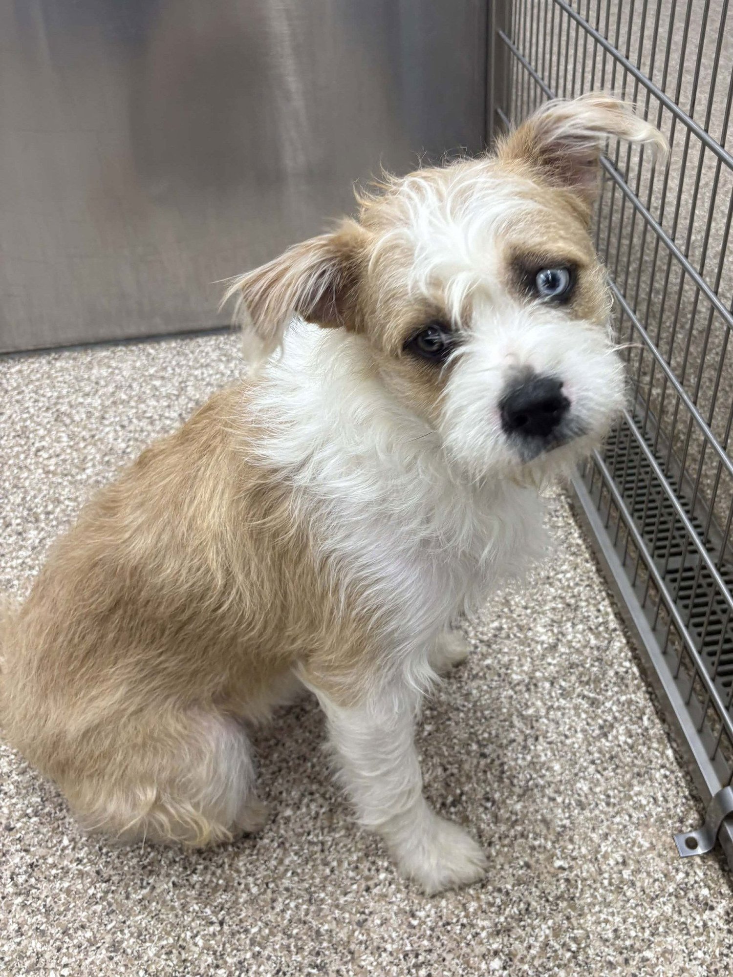 PUMPKIN - Shih Tzu / Pit Bull Terrier available for adoption