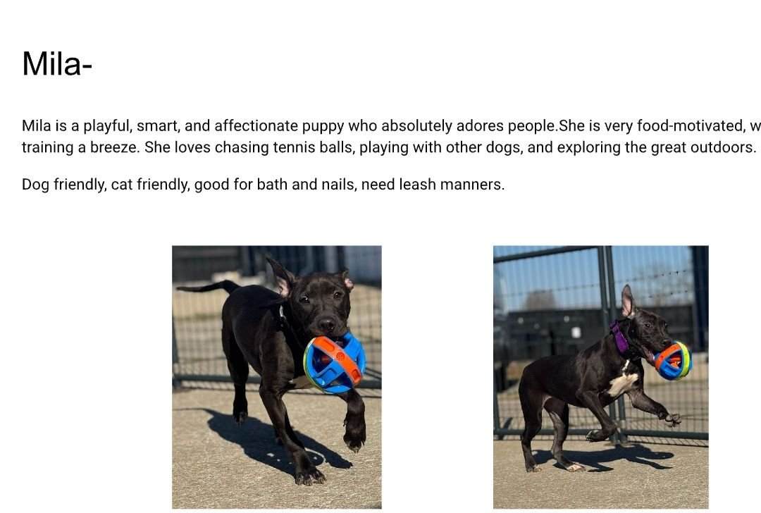 MILA - Pit Bull Terrier / Black Labrador Retriever available for adoption