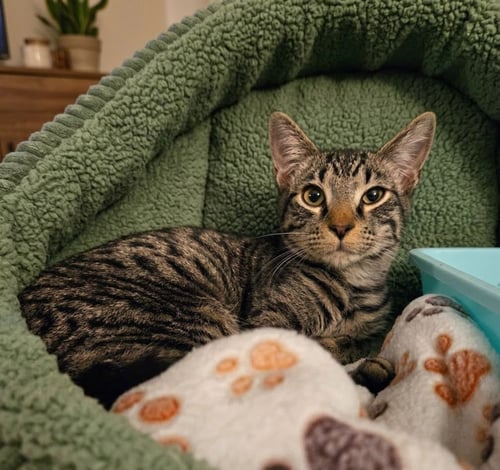 BUGSY - Tabby available for adoption