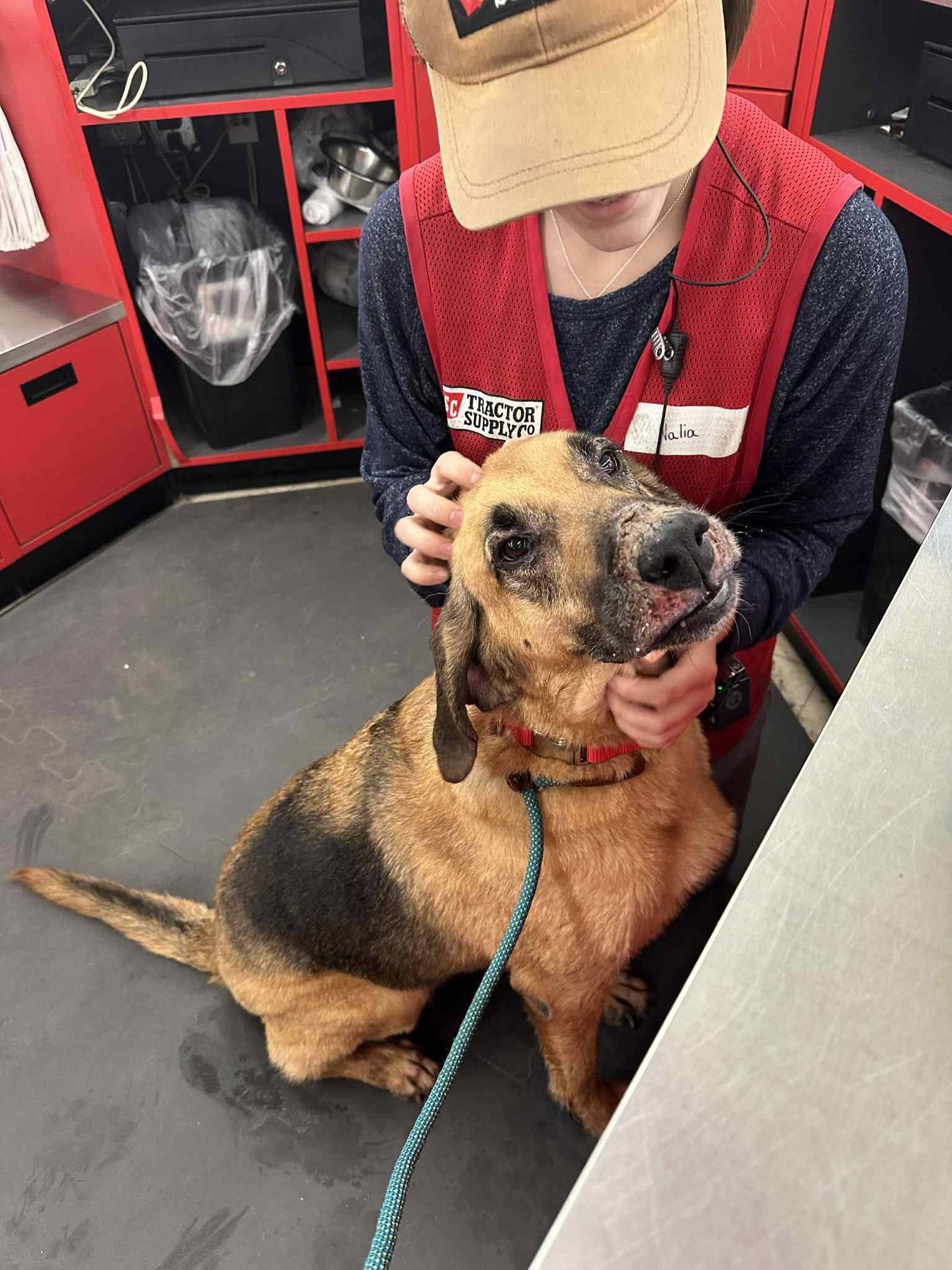 DELILAH - Hound available for adoption