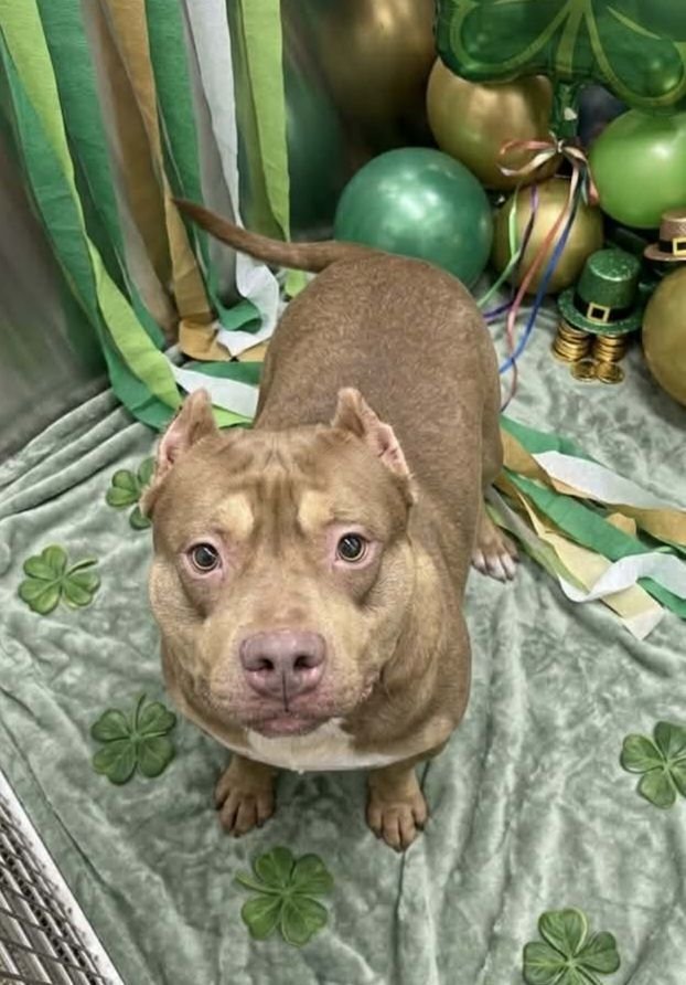 CHESTNUT - Pit Bull Terrier available for adoption