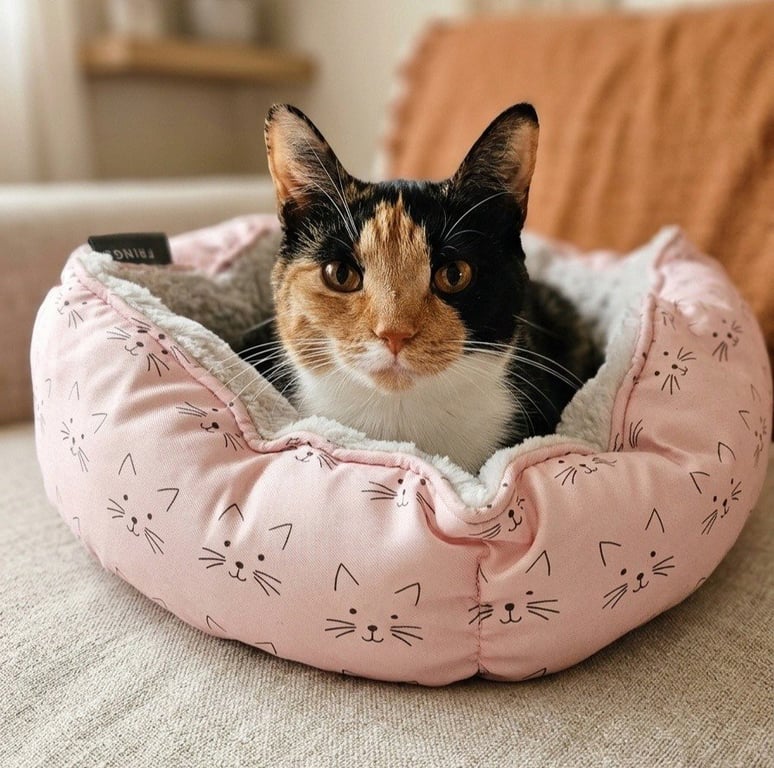 Lorelai Image