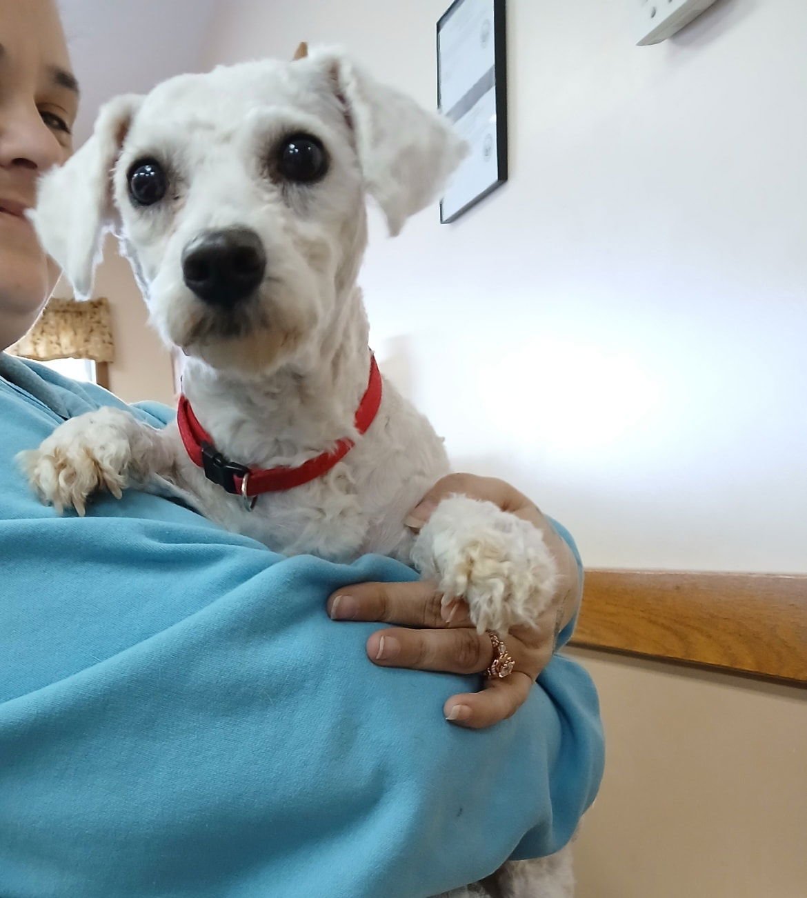 ZOE - Bichon Frise available for adoption