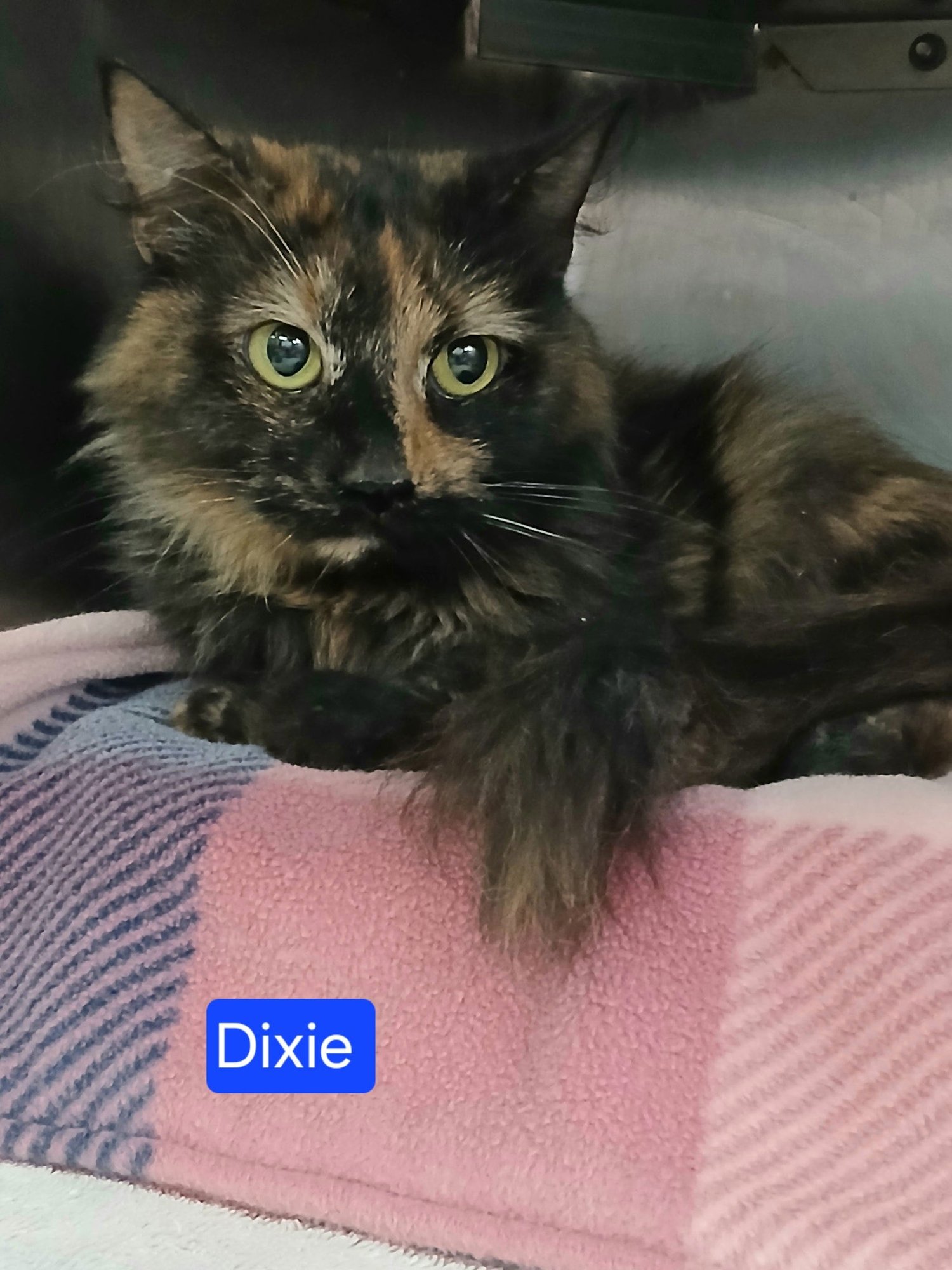 DIXIE - Tortoiseshell / Domestic Long Hair available for adoption