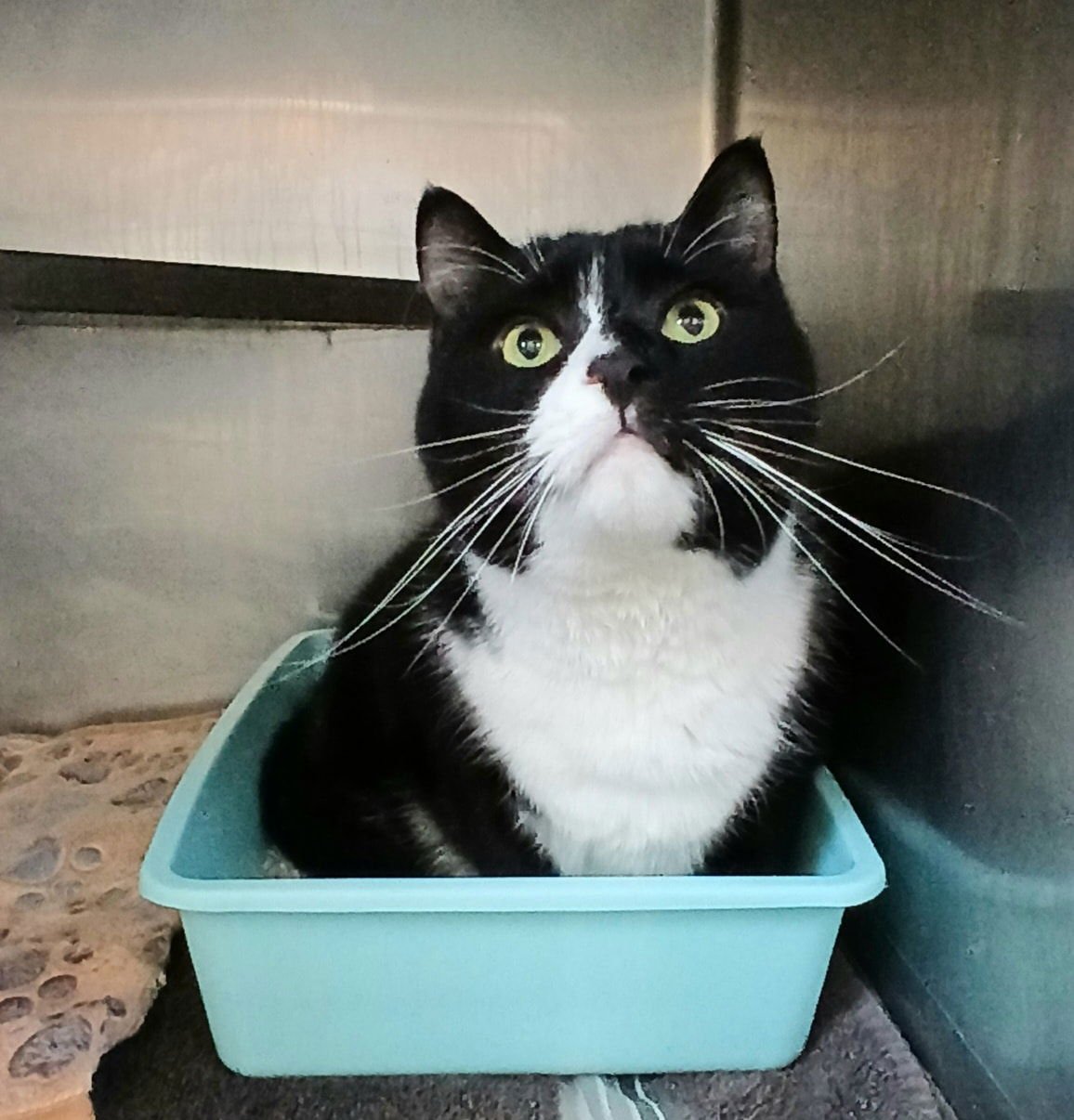 ELWOOD - Tuxedo available for adoption