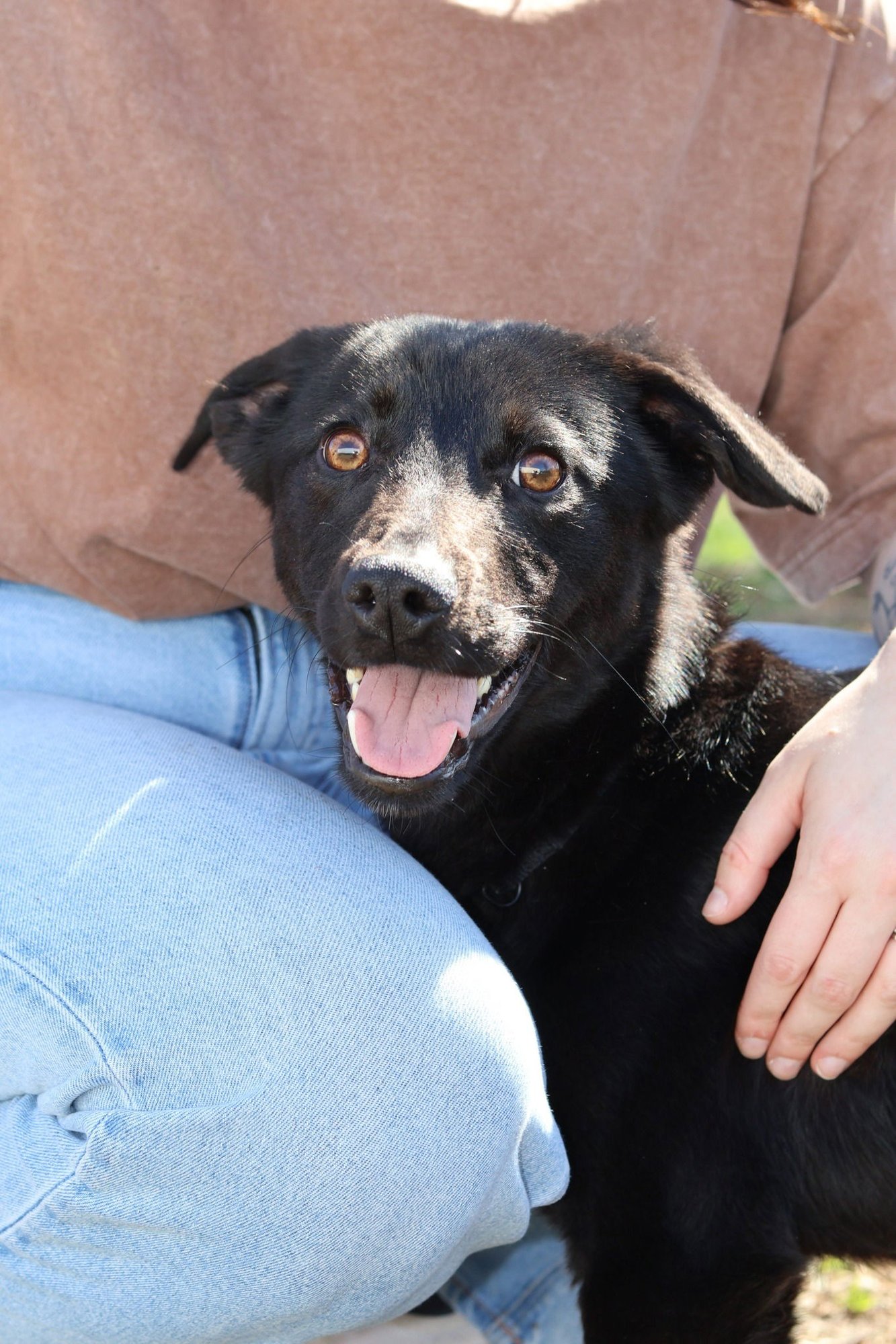 BLACK BEAN - Black Labrador Retriever available for adoption