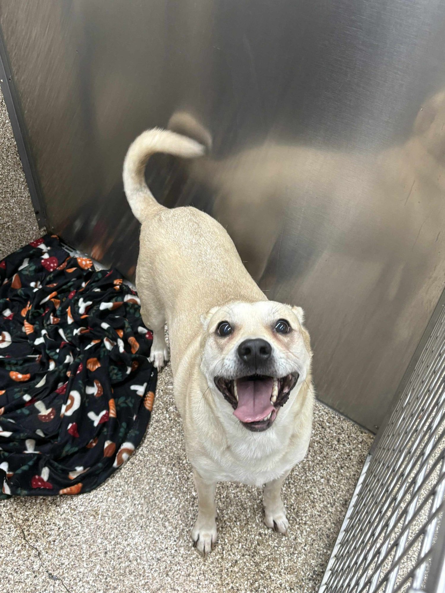 GUS - Yellow Labrador Retriever available for adoption