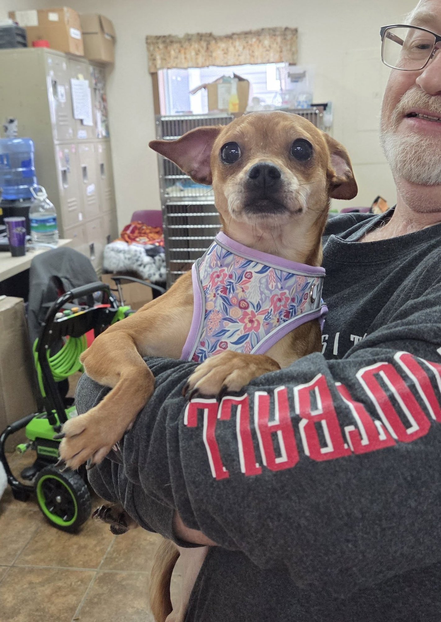 BROWNIE - Chihuahua available for adoption