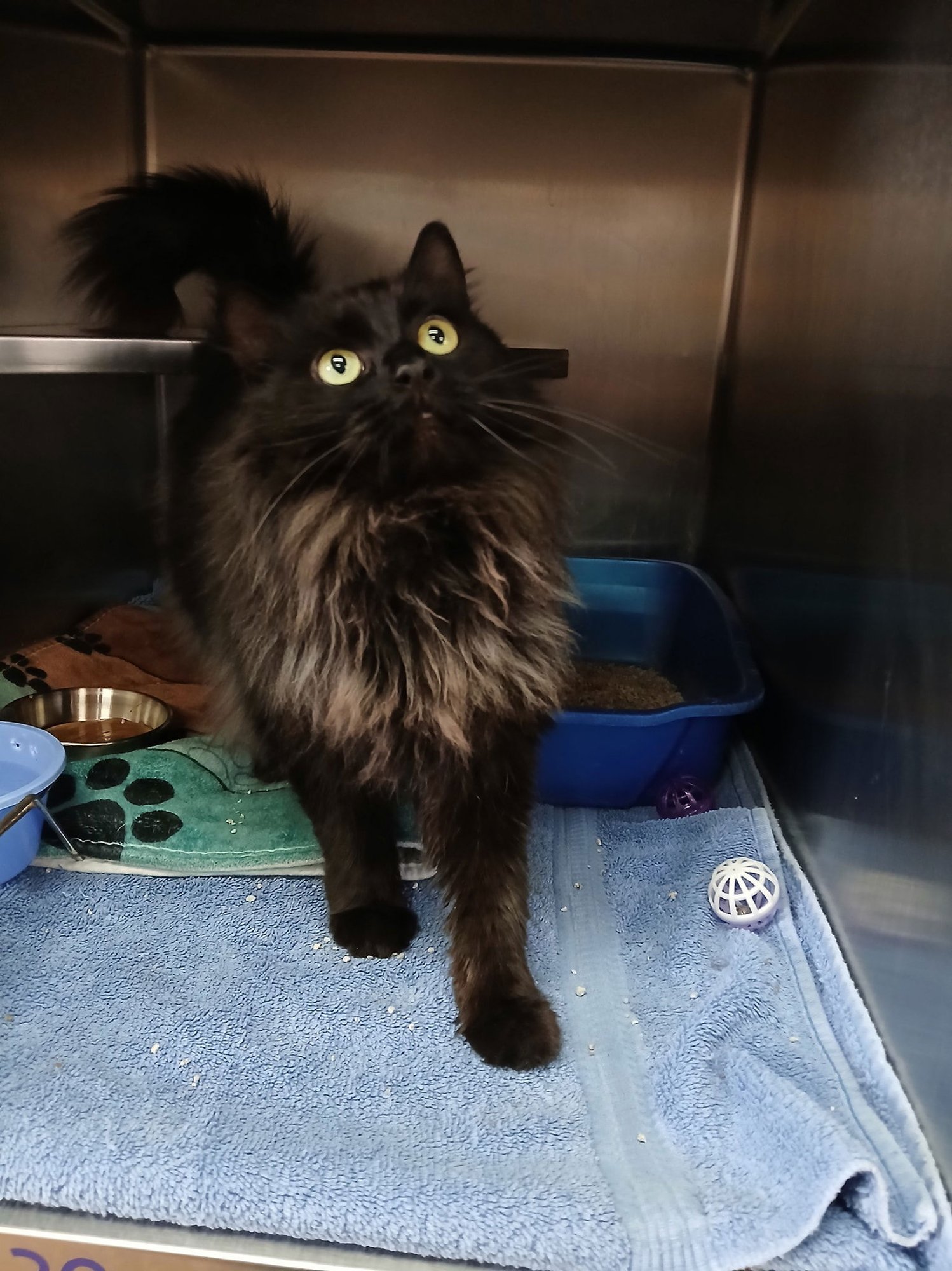 AUTUMN - Domestic Long Hair available for adoption