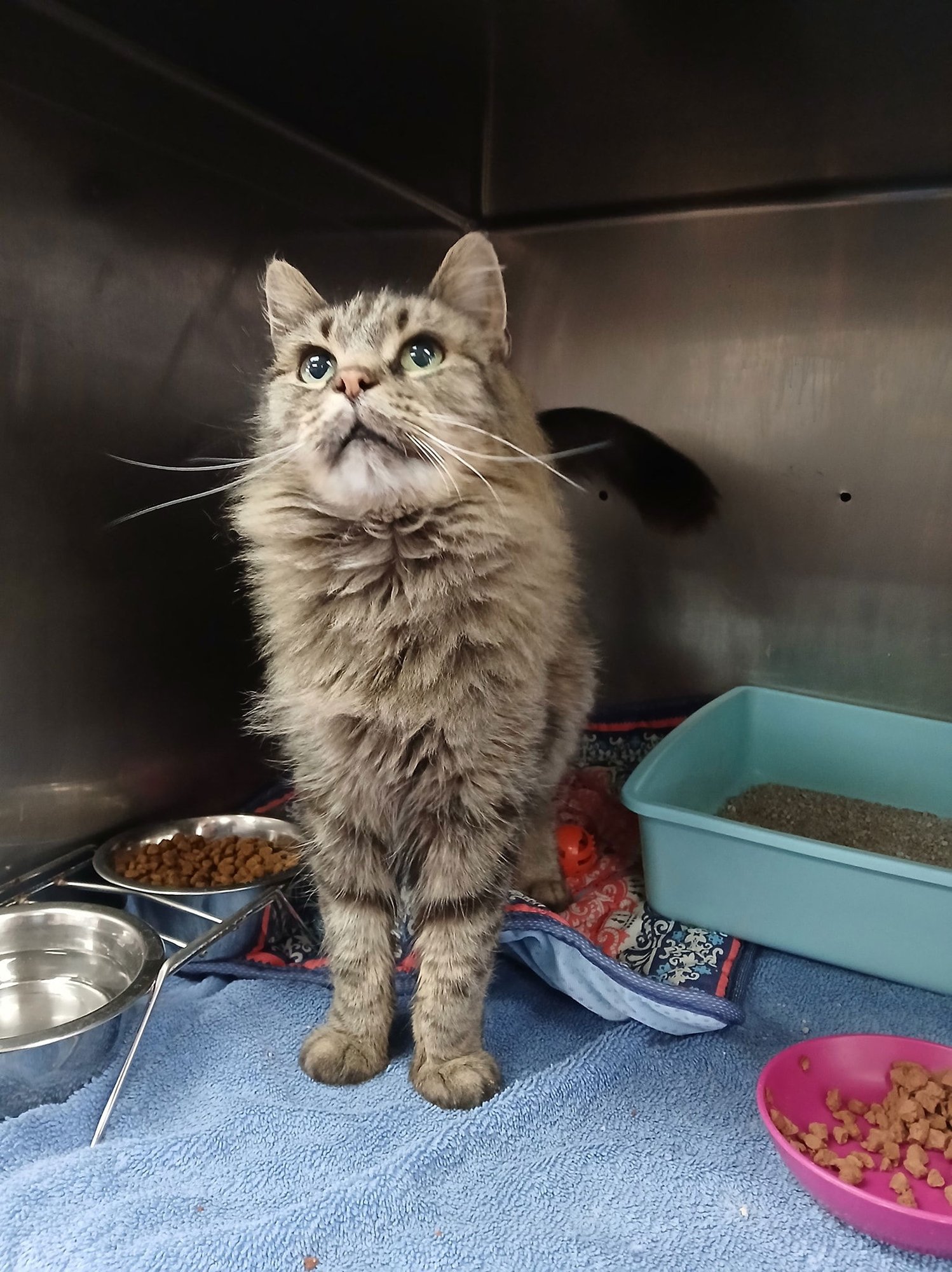 AUTUMN - Domestic Long Hair available for adoption