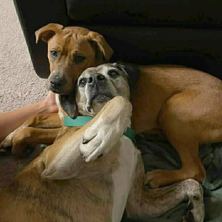 LUCY AND BUCK - Retriever available for adoption