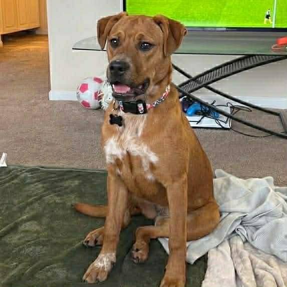 LUCY AND BUCK - Retriever available for adoption