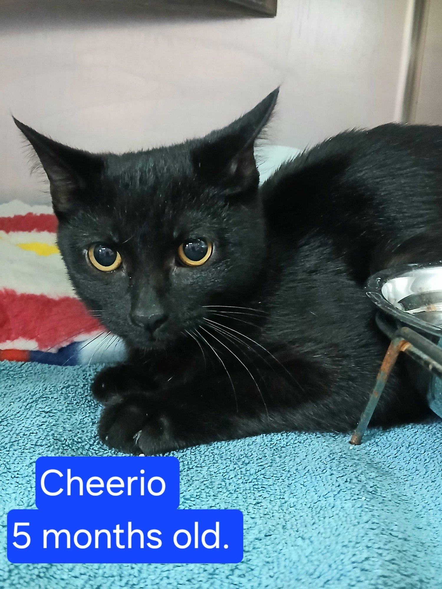 CHEERIO - Domestic Short Hair available for adoption