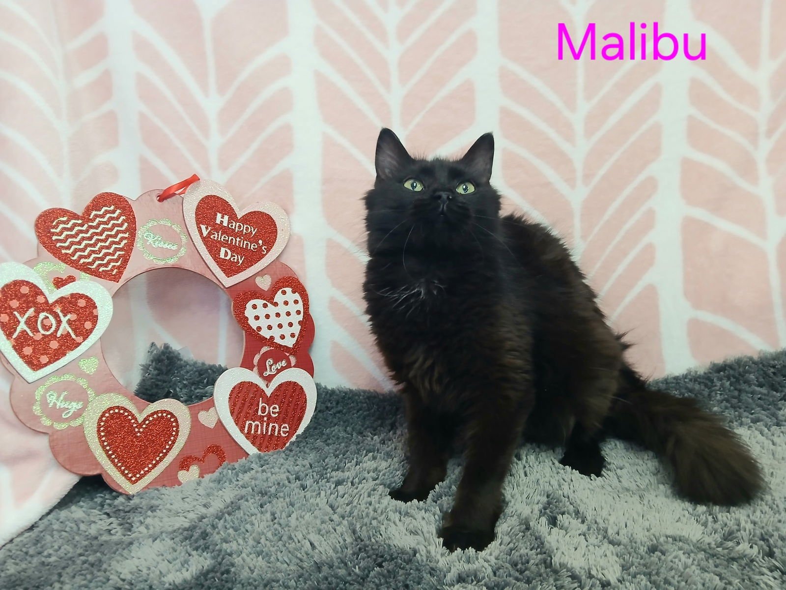 MALIBU - Domestic Long Hair available for adoption
