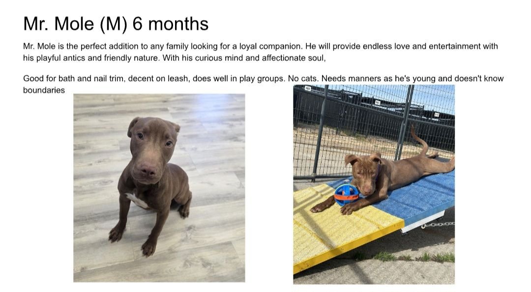 MR. MOLE - Pit Bull Terrier available for adoption