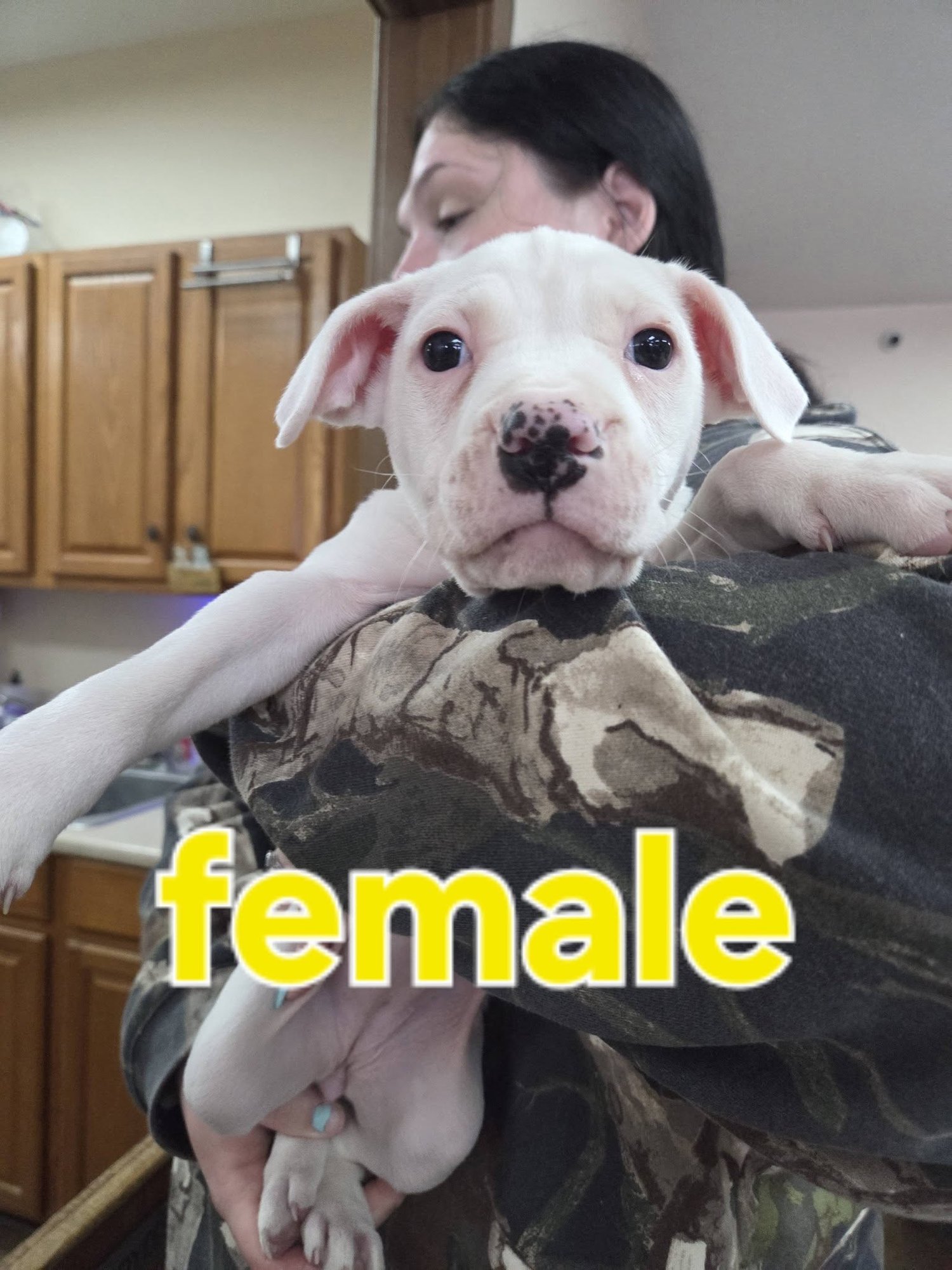 AMERICAN BULLDOG X PUPS - American Bulldog available for adoption