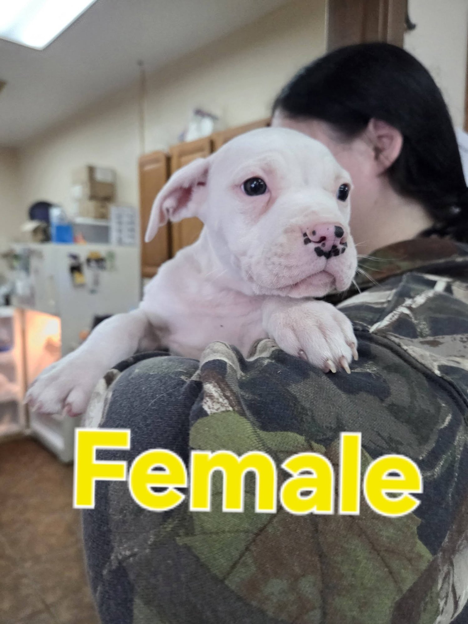 AMERICAN BULLDOG X PUPS - American Bulldog available for adoption