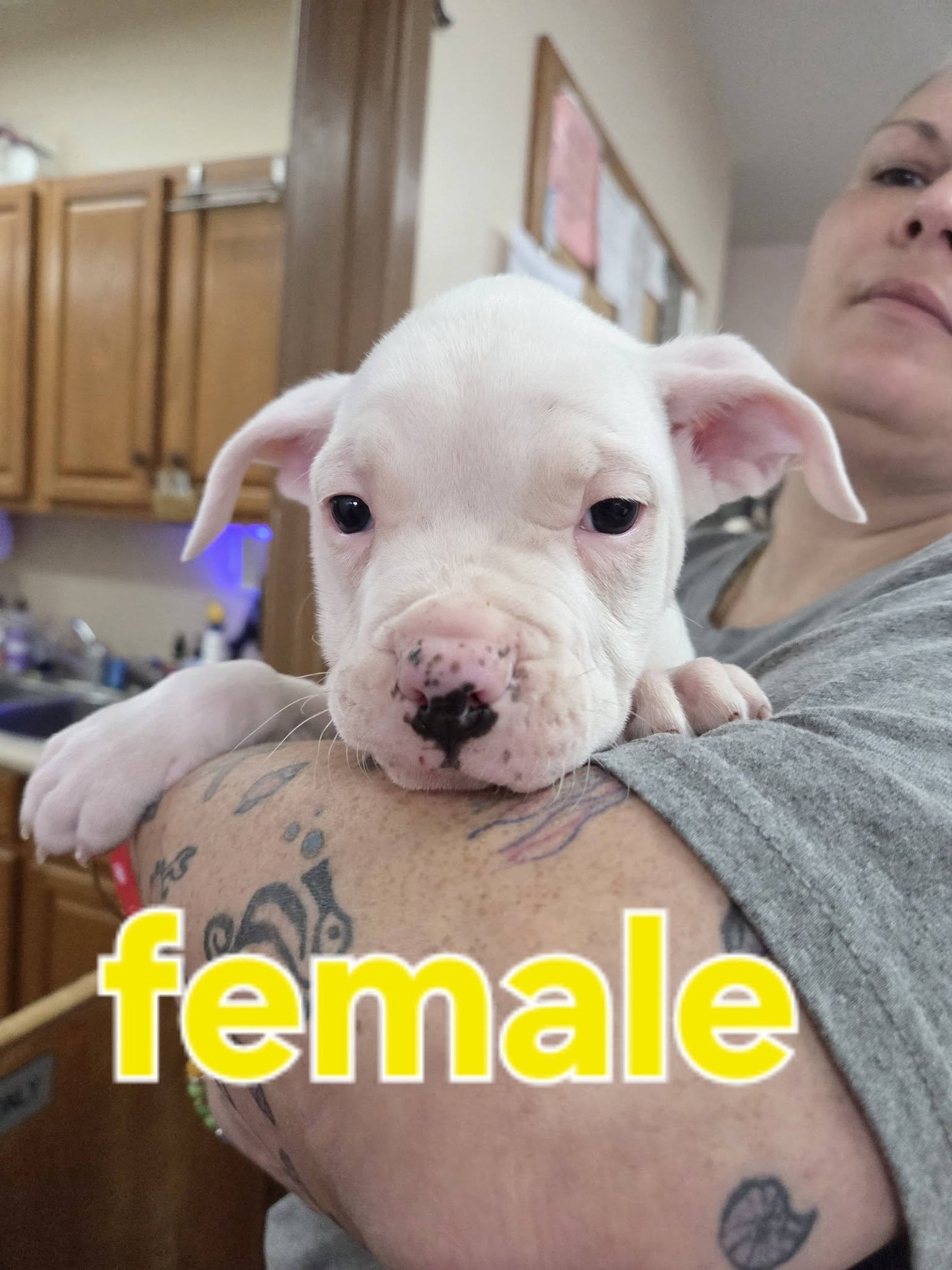American Bulldog X Pups - Photo 3