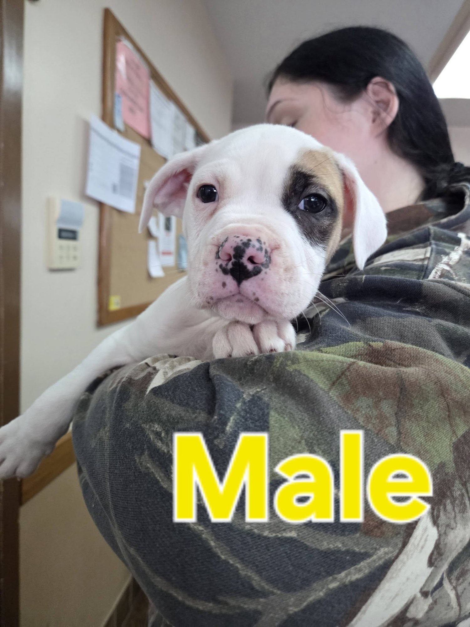 American Bulldog X Pups - Photo 4