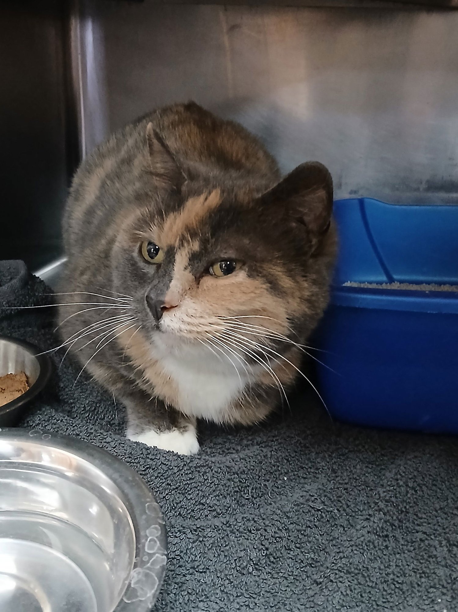 LAYLA - Dilute Calico available for adoption