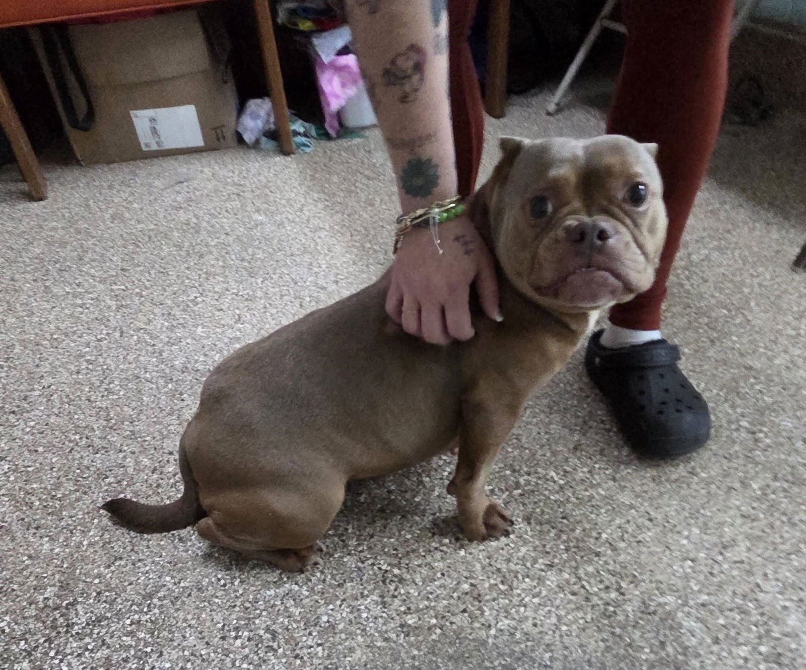 HAZEL - Staffordshire Bull Terrier available for adoption