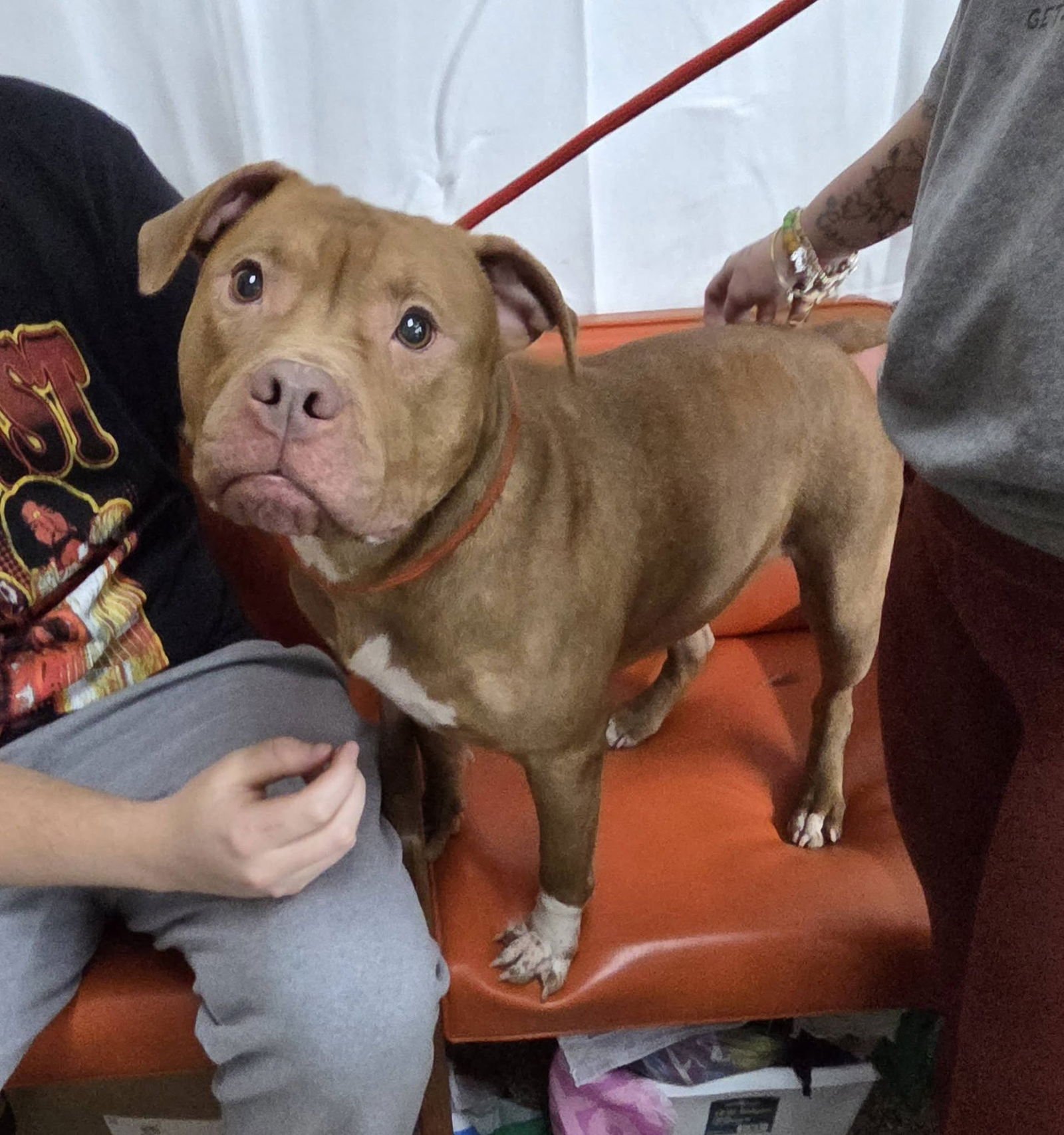 BABS - Pit Bull Terrier available for adoption