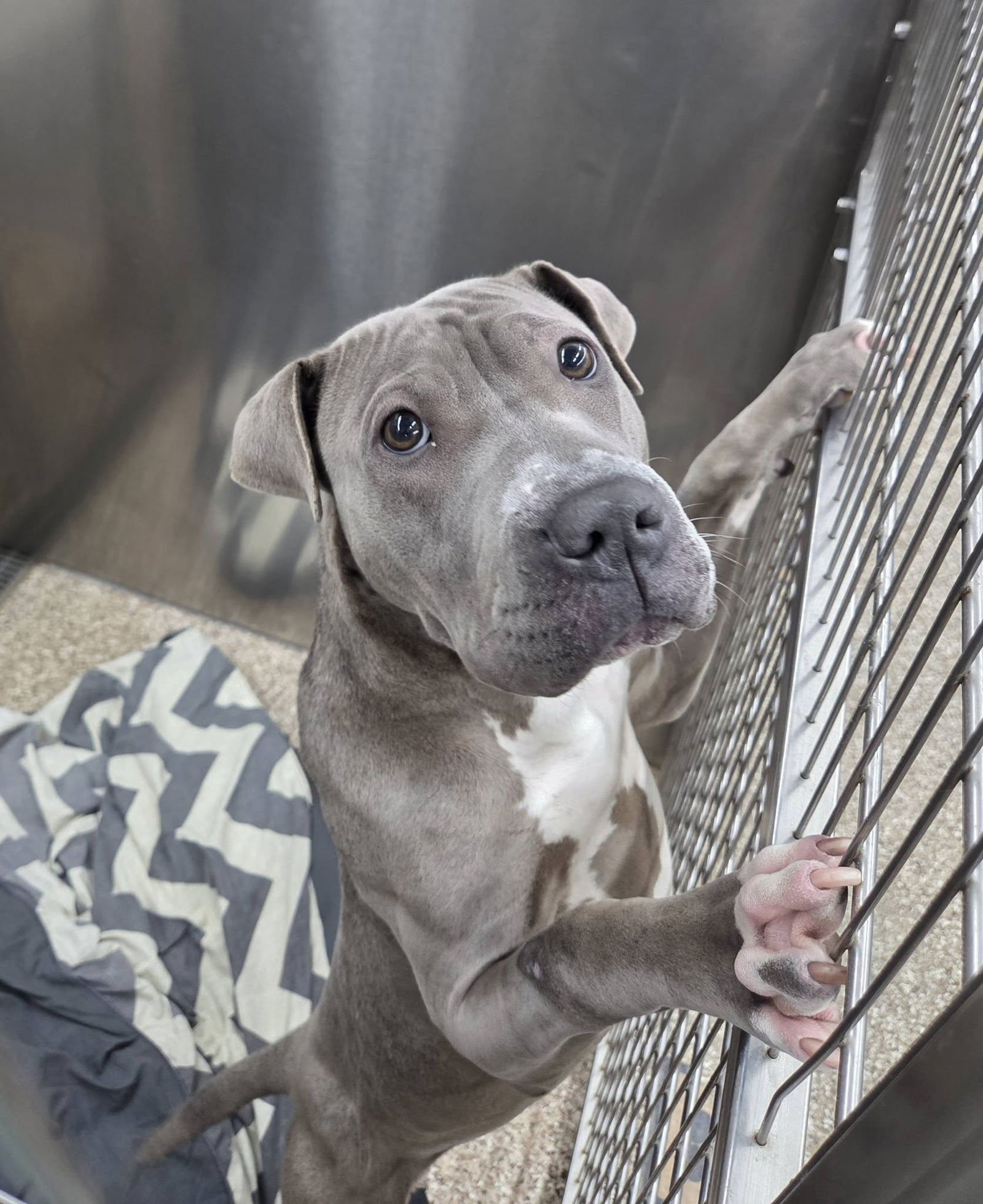 WILLOW - Pit Bull Terrier available for adoption