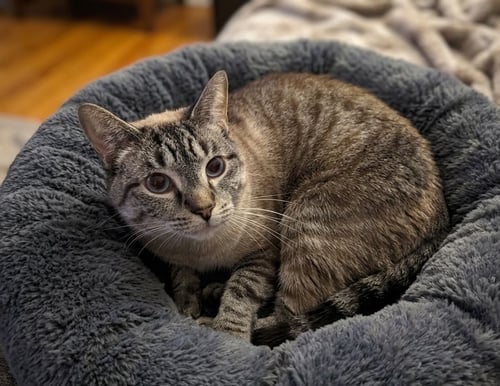 NOODLES - Tabby available for adoption