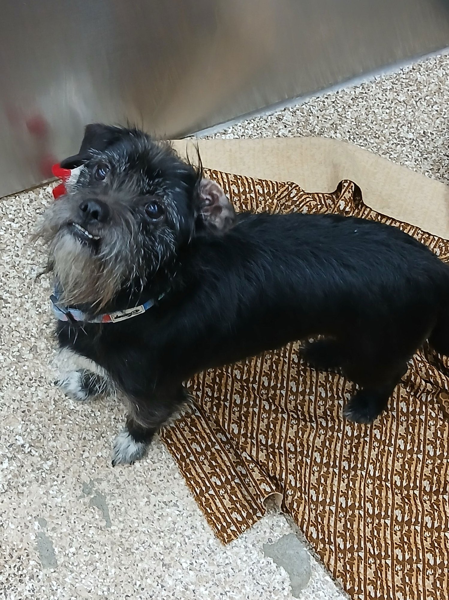 CARBON - Schnauzer / Chihuahua available for adoption