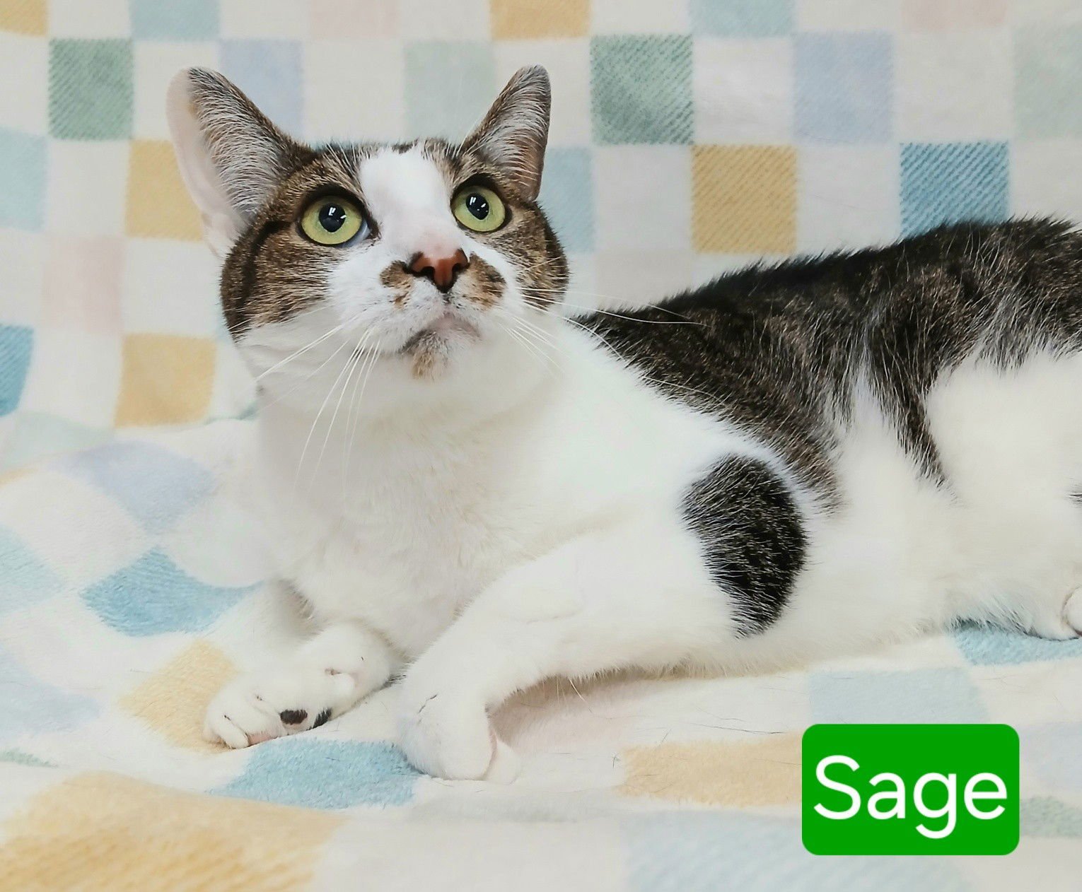 SAGE - Tabby available for adoption