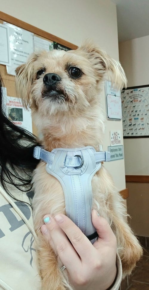 TAZ - Shih Tzu / Chihuahua available for adoption