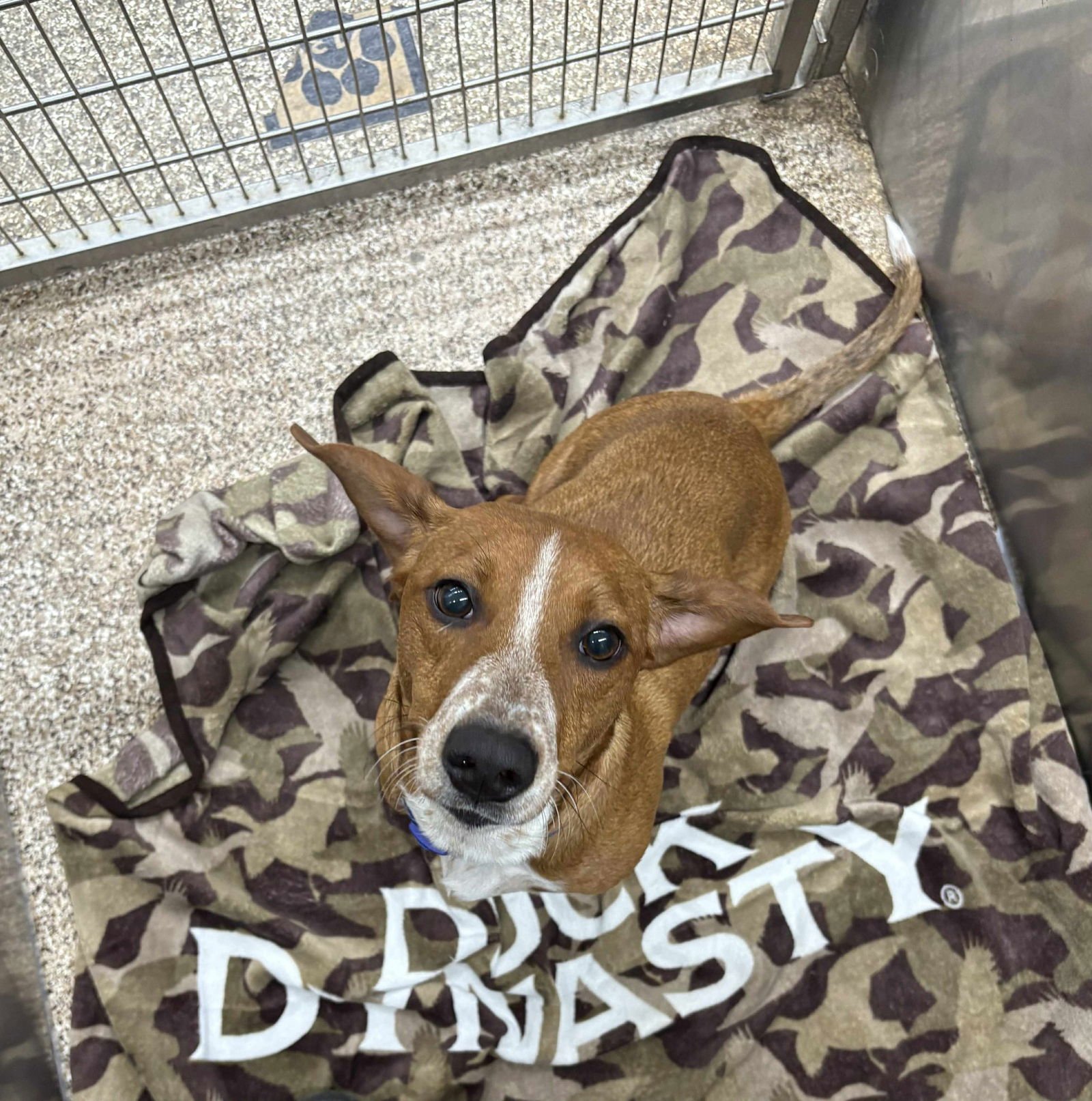 DUTCHESS - Basset Hound available for adoption