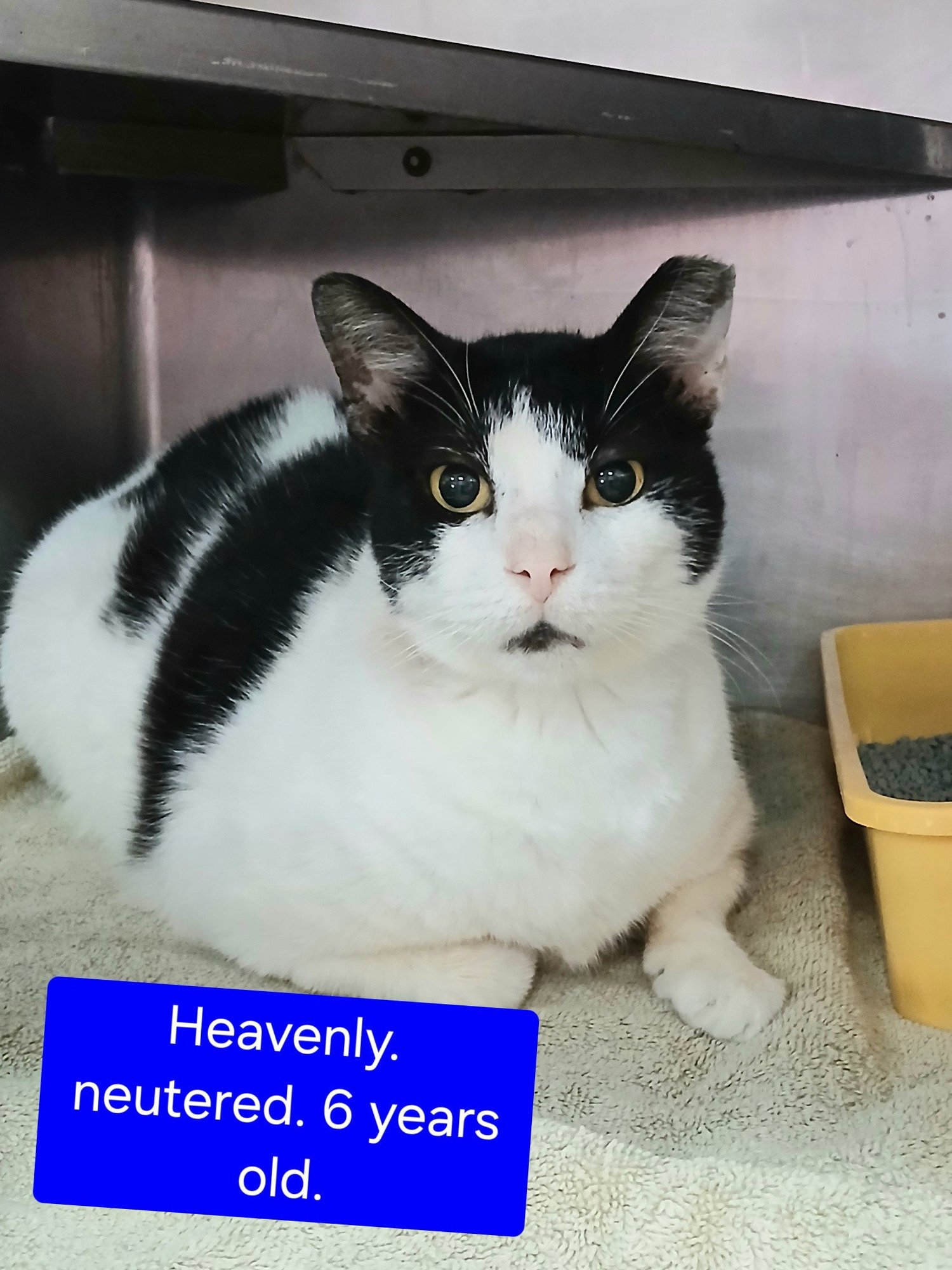 HEAVENLY - Tuxedo available for adoption