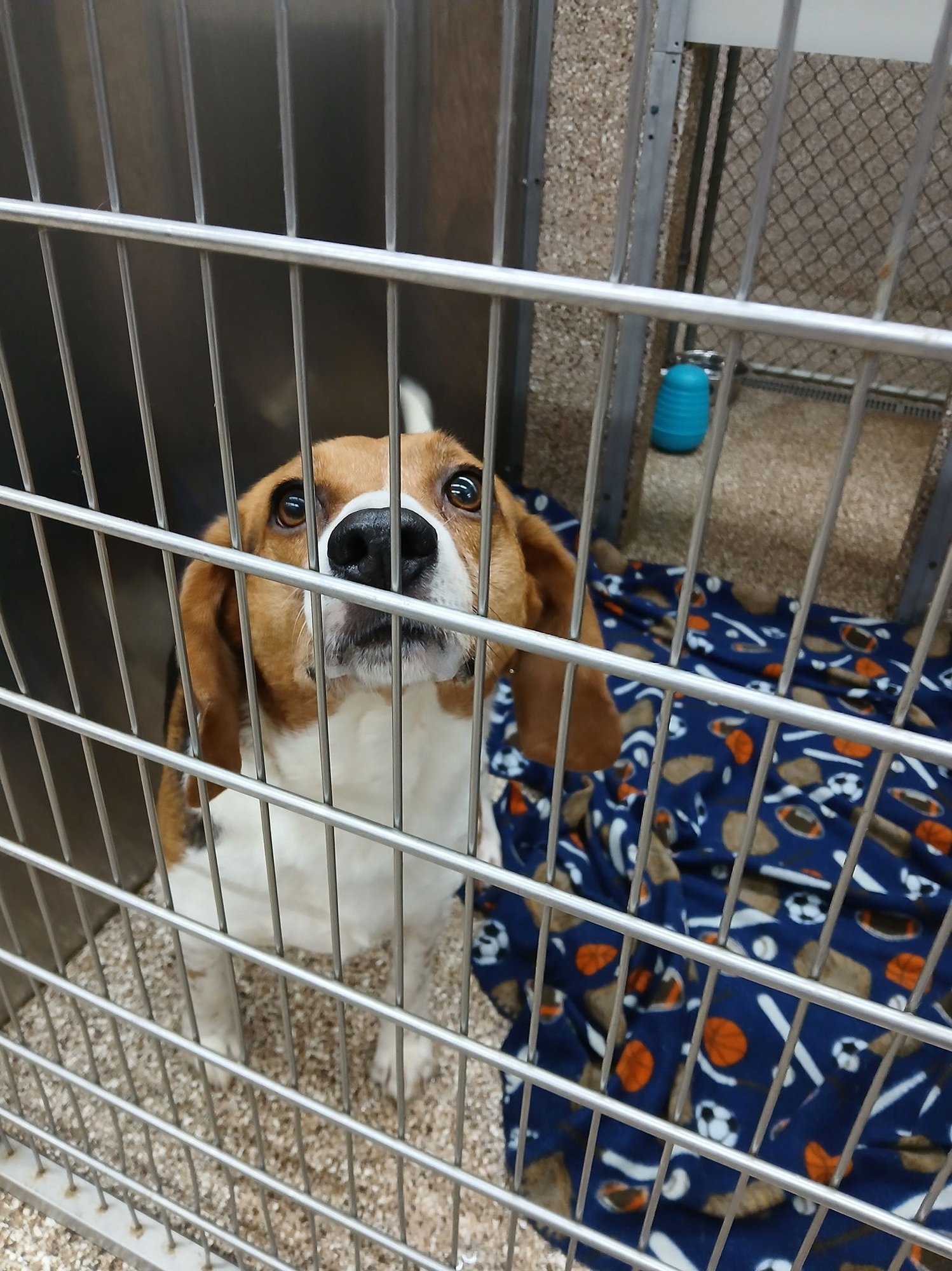 SNOOPY - Beagle available for adoption