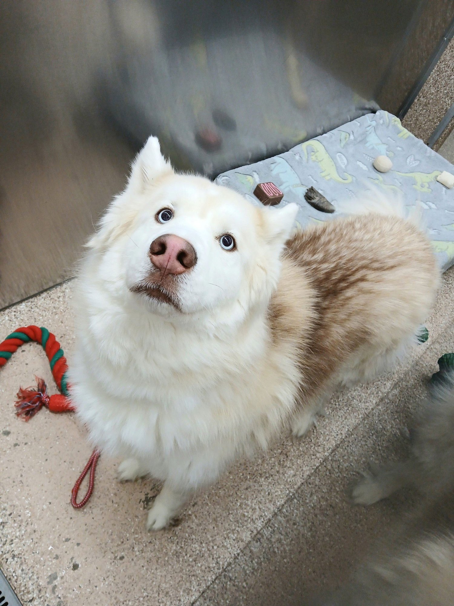 BEAU - Husky / Alaskan Malamute available for adoption