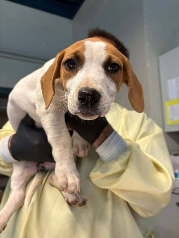 Hound Mix Pups Image