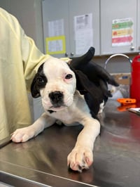 Hound Mix Pups - Photo 2