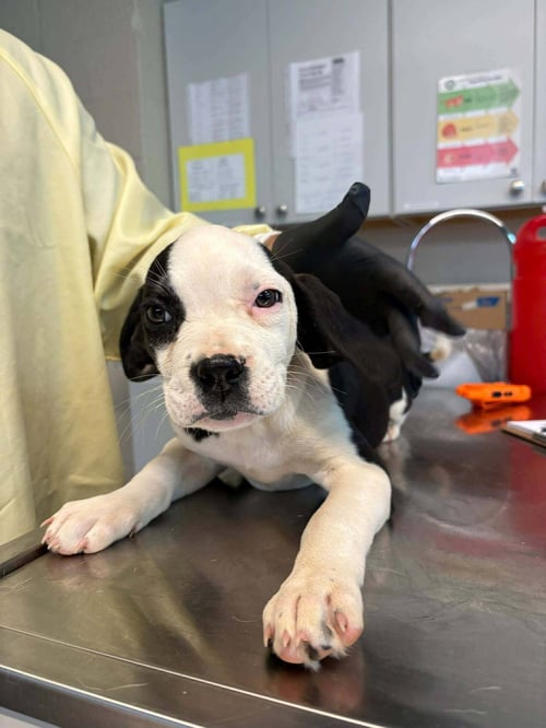 HOUND MIX PUPS - Hound available for adoption
