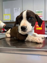 Hound Mix Pups - Photo 3