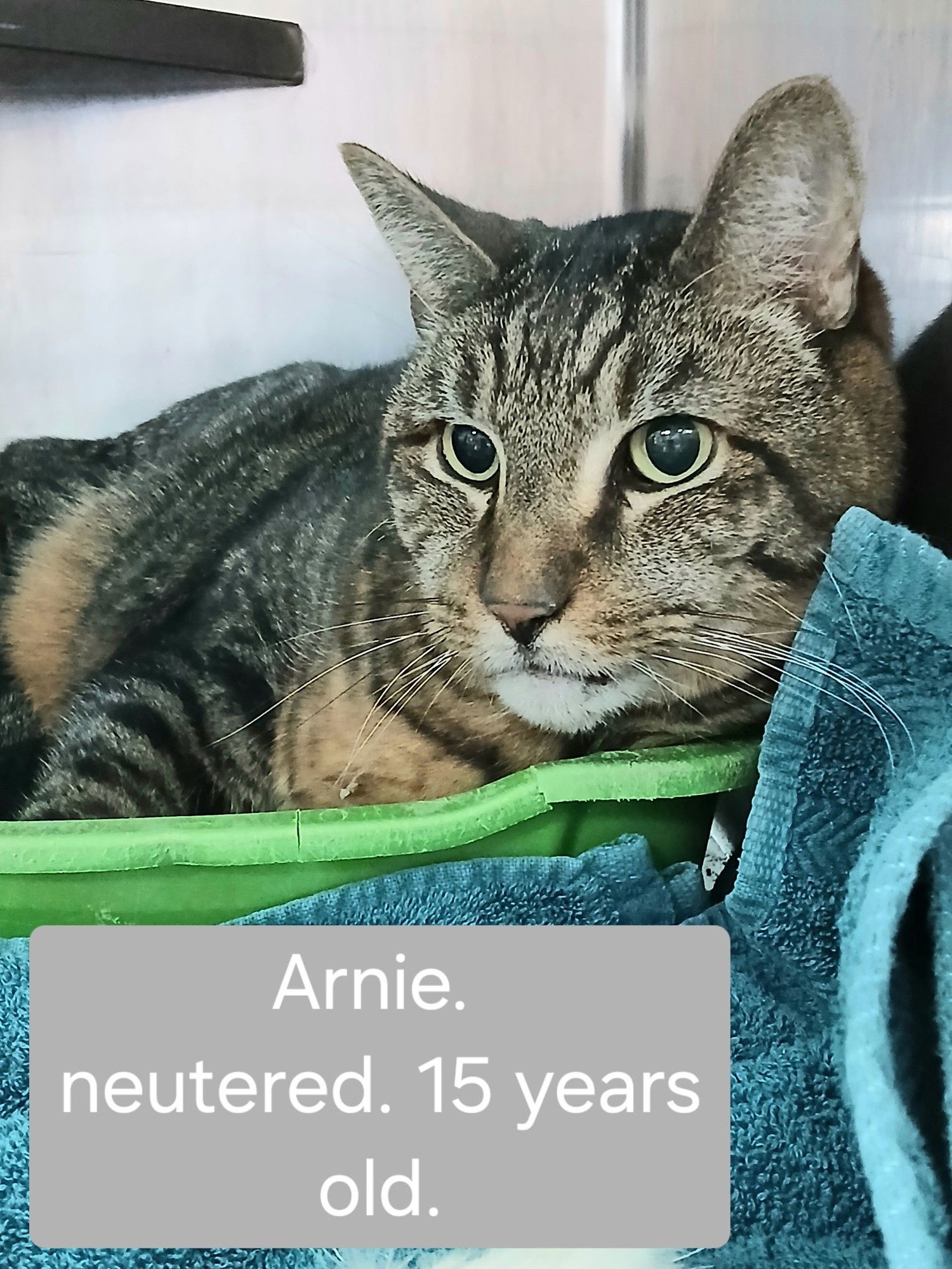 ARNIE - Tabby available for adoption