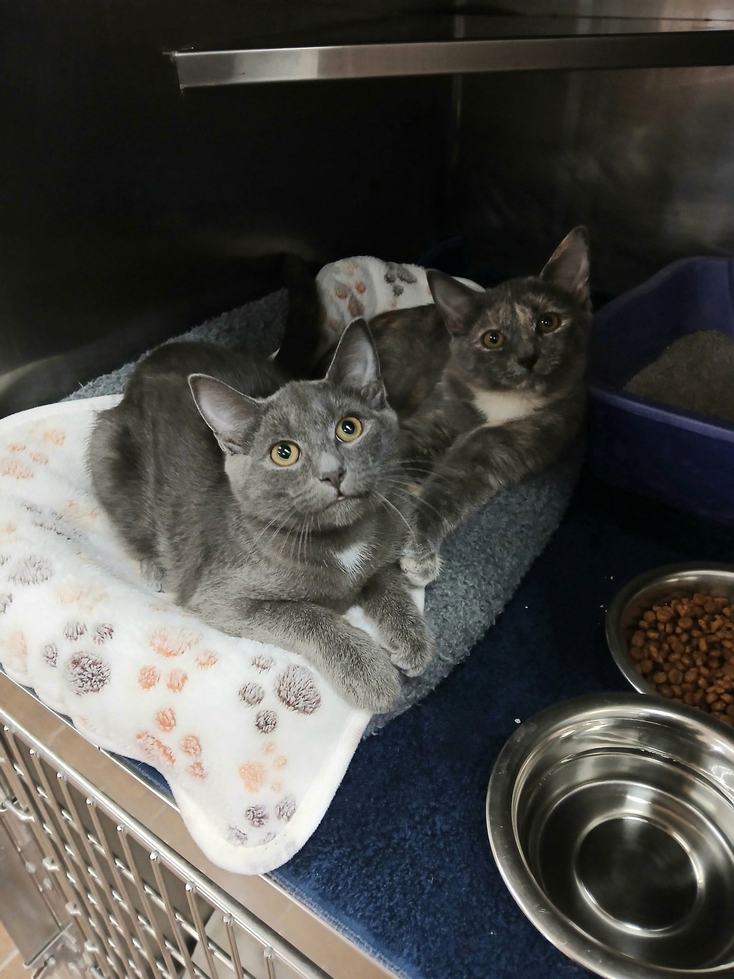 ONYX AND SASHA - Domestic Short Hair available for adoption