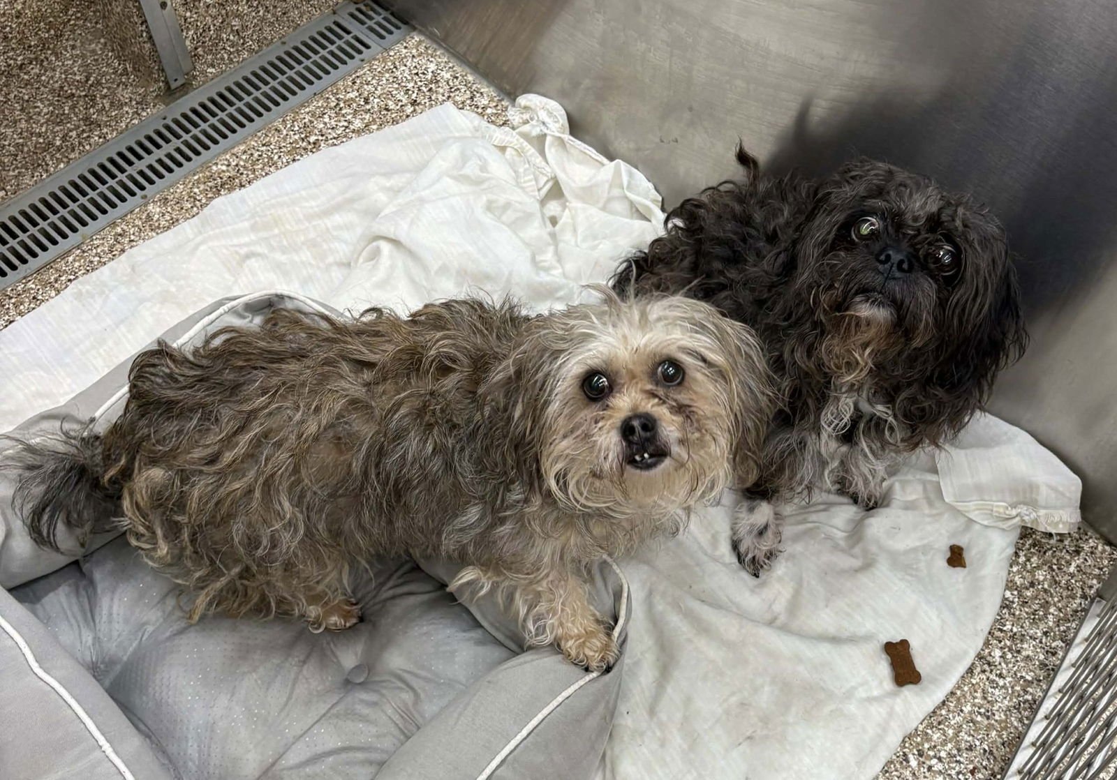 LUNA MAE AND STELLA MARIE - Pug / Shih Tzu available for adoption