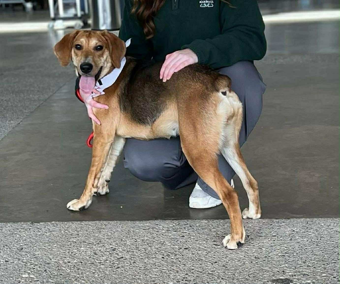 PORK LOIN - Hound available for adoption