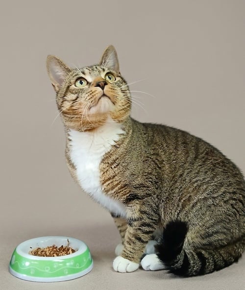 PHISH - Tabby available for adoption