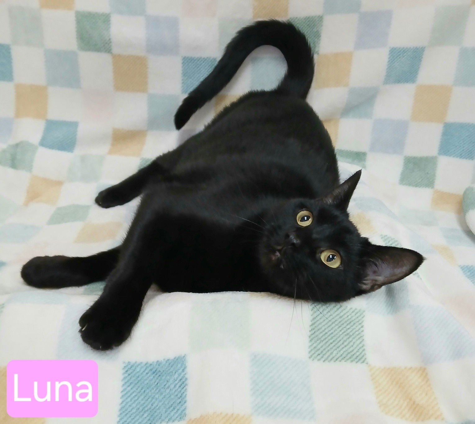 LUNA - Domestic Short Hair available for adoption